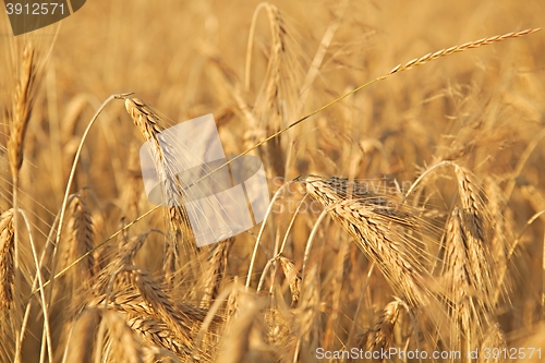 Image of Wheat field detail