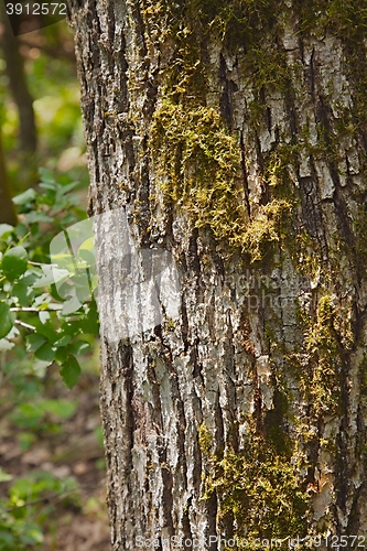 Image of Tree trunk closeup