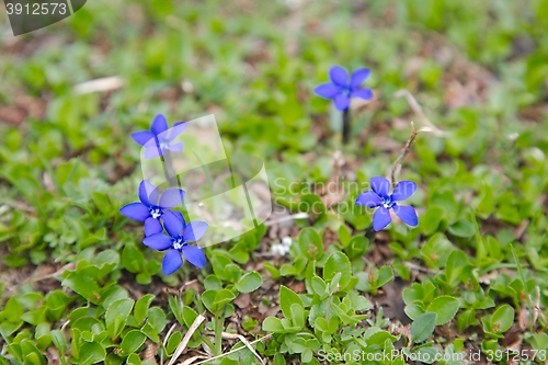 Image of Small Alpine Flower