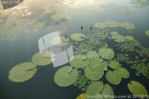 Image of Water surface with plants