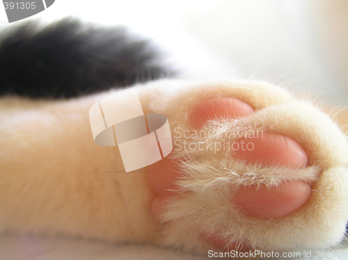 Image of Cats paw closeup