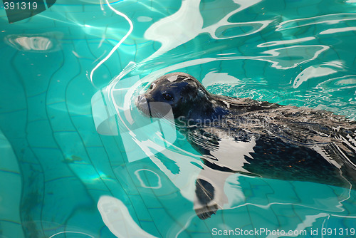 Image of Cute seal