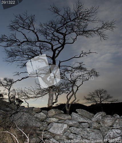 Image of Dark tree