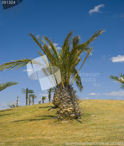 Image of Palm tree