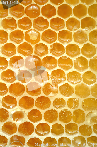 Image of Honeycomb close up