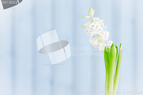 Image of Hyacinth flower on a blue background