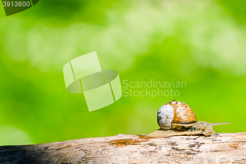 Image of Snail in a forest at springtime