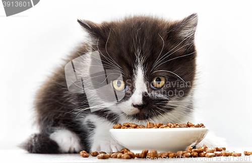 Image of kitten and cat food