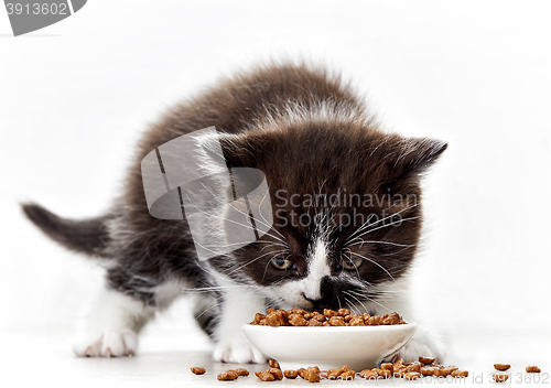 Image of kitten and cat food