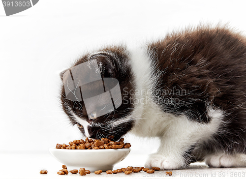 Image of kitten and cat food