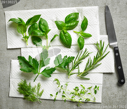 Image of various fresh herbs