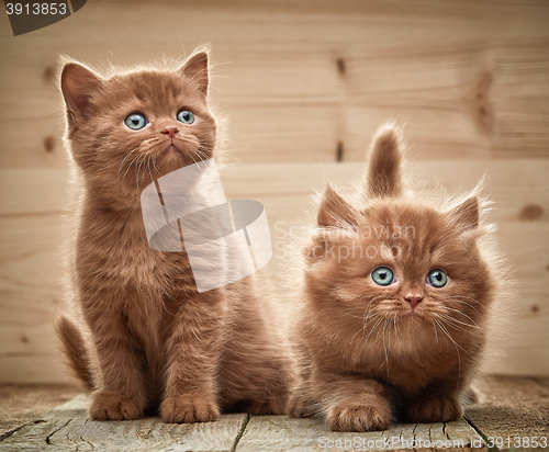 Image of two brown british kittens