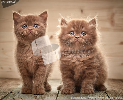 Image of beautiful brown british kittens