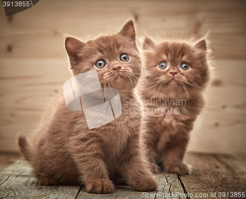 Image of beautiful brown british kittens