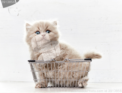 Image of kitten sitting in metal shopping basket