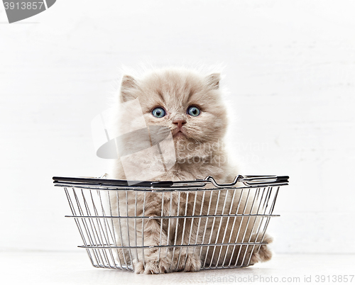 Image of small kitten in shopping basket