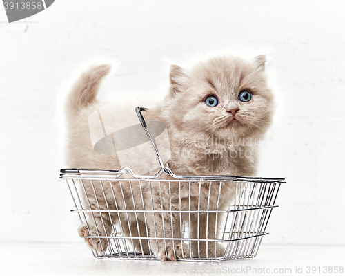 Image of small kitten in shopping basket