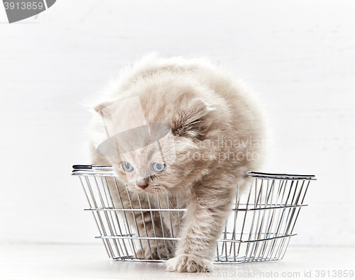 Image of small kitten in shopping basket