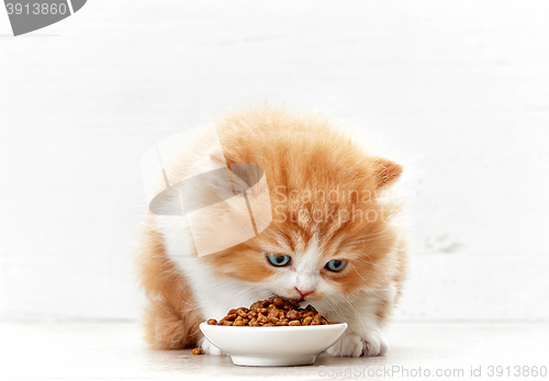 Image of bowl of cat food and small kitten