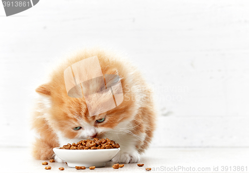 Image of bowl of cat food and small kitten