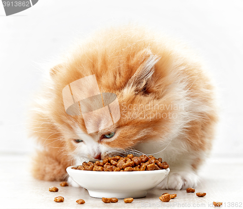 Image of bowl of cat food and small kitten