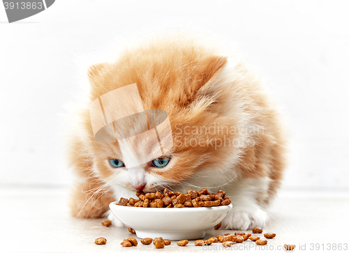 Image of bowl of cat food and small kitten