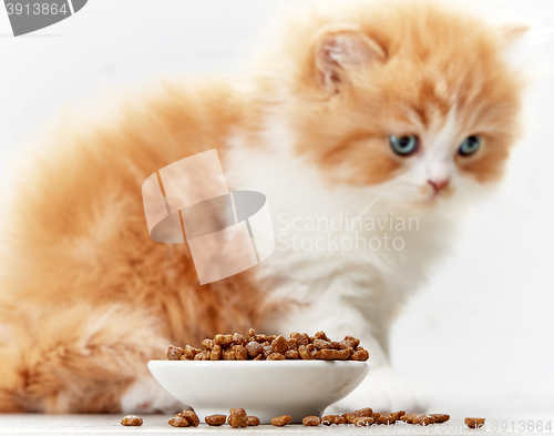 Image of bowl of cat food and small kitten