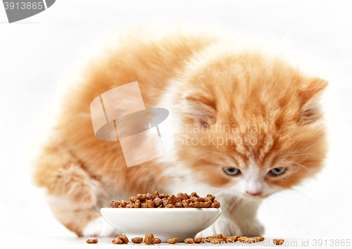 Image of bowl of cat food and small kitten