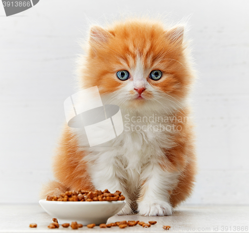 Image of beautiful british long hair kitten and cat food bowl