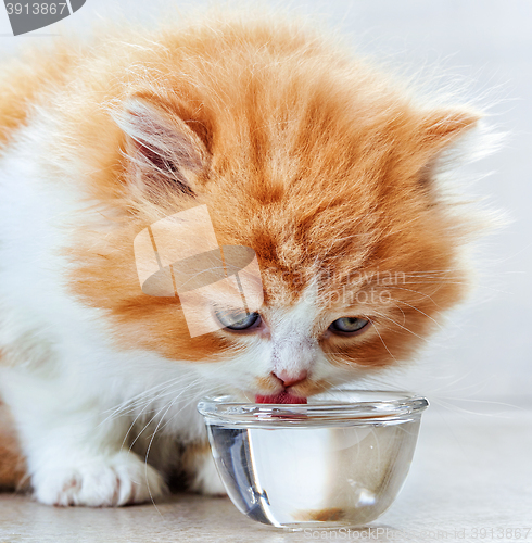 Image of beautiful kitten drinking water