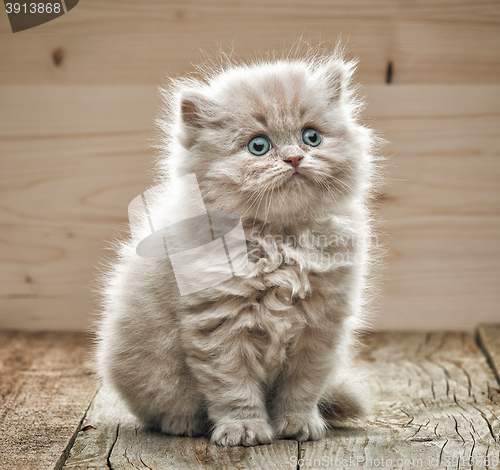 Image of beautiful small kitten