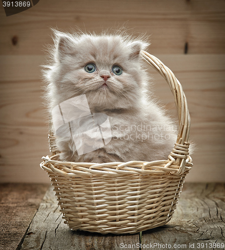 Image of beautiful british long hair kitten in a basket