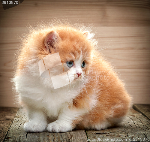 Image of beautiful british long hair kitten