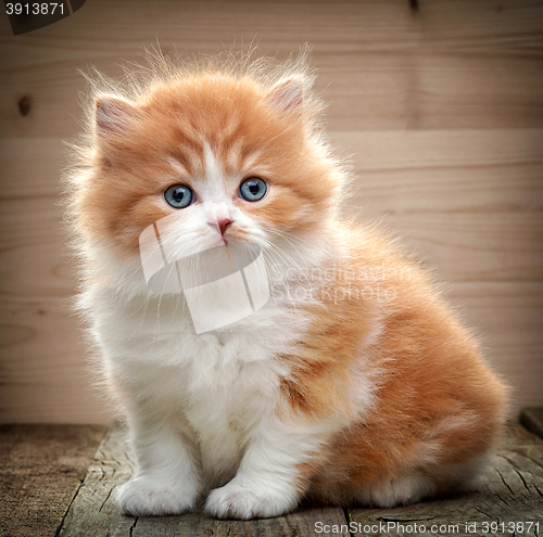 Image of beautiful british long hair kitten