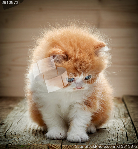 Image of beautiful british long hair kitten