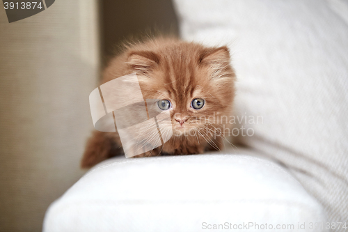 Image of beautiful small kitten