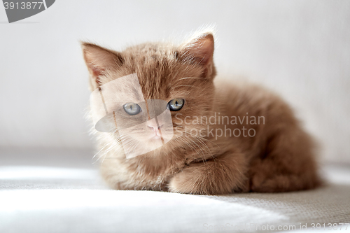 Image of beautiful cinnamon color british short hair kitten