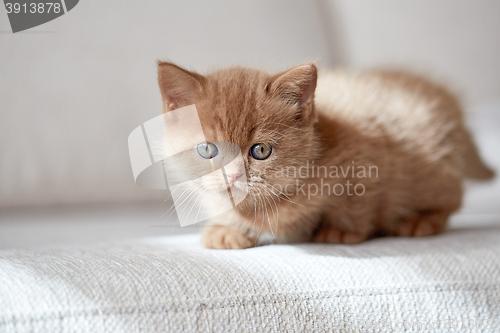 Image of beautiful cinnamon color british short hair kitten