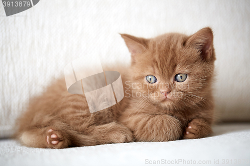 Image of beautiful cinnamon color british short hair kitten