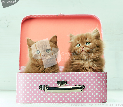 Image of two kittens in pink bag