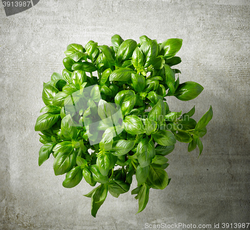 Image of bunch of fresh basil