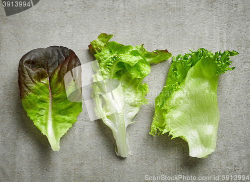 Image of various kinds of lettuce