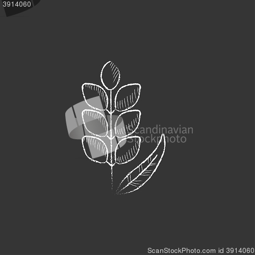 Image of Wheat. Drawn in chalk icon.