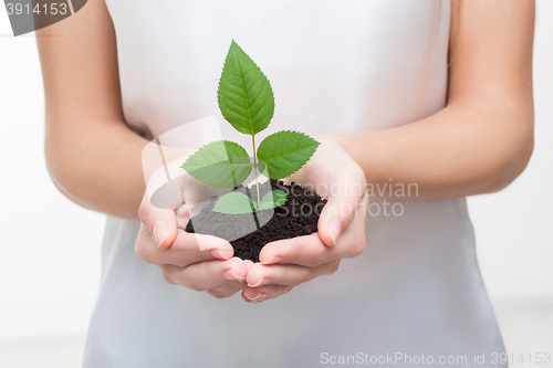 Image of hands holding young plant 