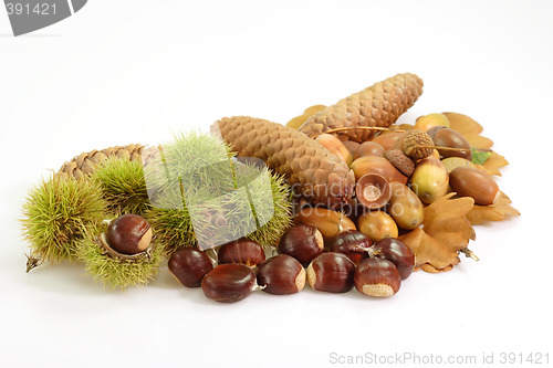 Image of Fall Decoration