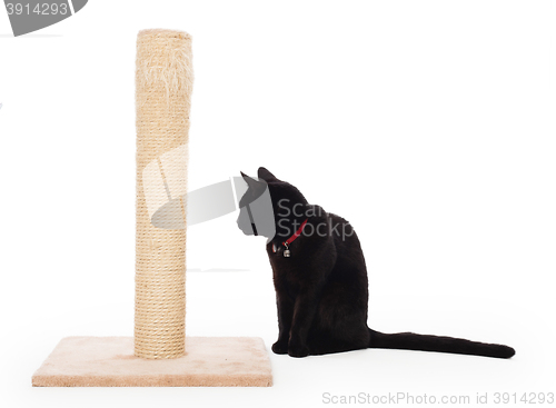 Image of Black cat with a scratching post 