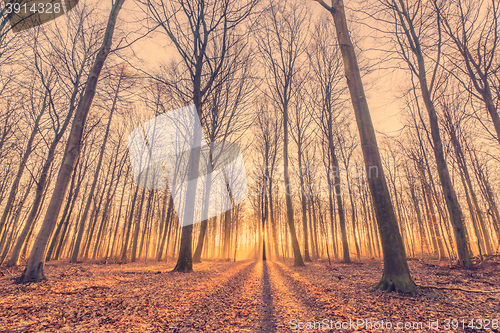 Image of Sunrise in the forest with tall trees