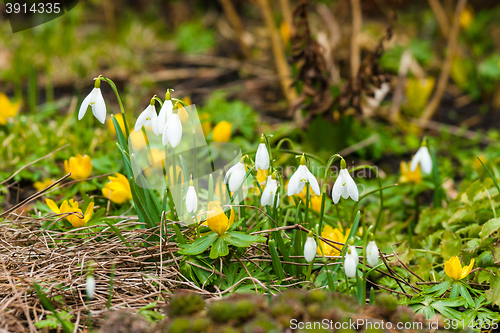 Image of Eranthis and snowdrop flowers in a garden