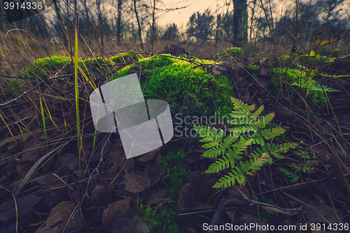 Image of Fern and moss in the forest