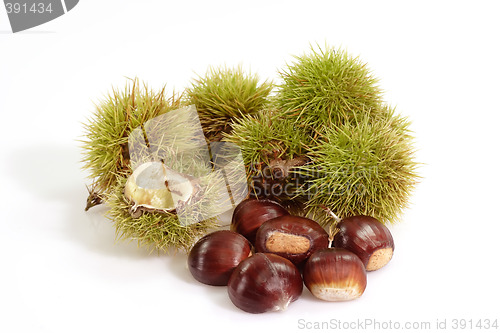 Image of Ripe Sweet Chestnuts